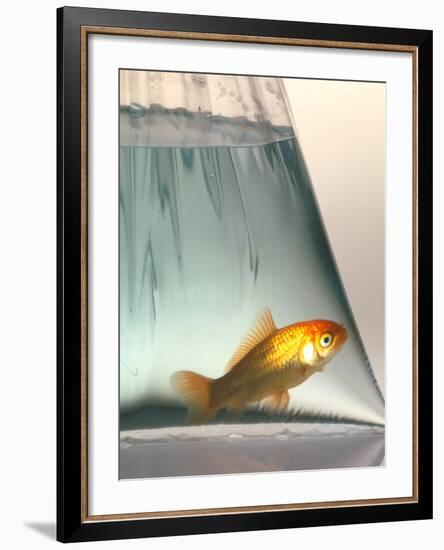 Goldfish-Tek Image-Framed Photographic Print