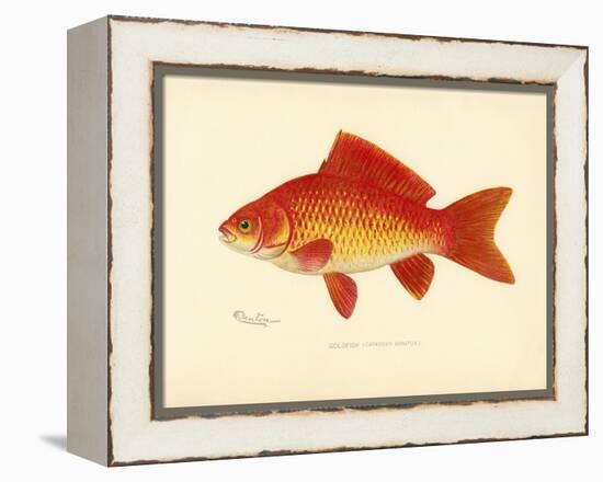 Goldfish-null-Framed Premier Image Canvas
