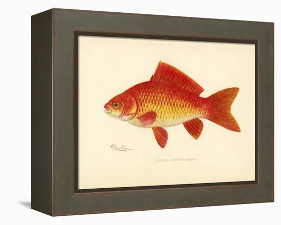 Goldfish-null-Framed Premier Image Canvas