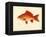 Goldfish-null-Framed Premier Image Canvas