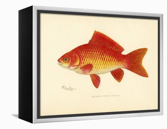 Goldfish-null-Framed Premier Image Canvas