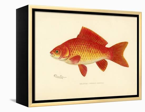 Goldfish-null-Framed Premier Image Canvas