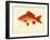 Goldfish-null-Framed Giclee Print