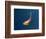 Goldfish-Lincoln Seligman-Framed Giclee Print