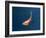 Goldfish-Lincoln Seligman-Framed Giclee Print