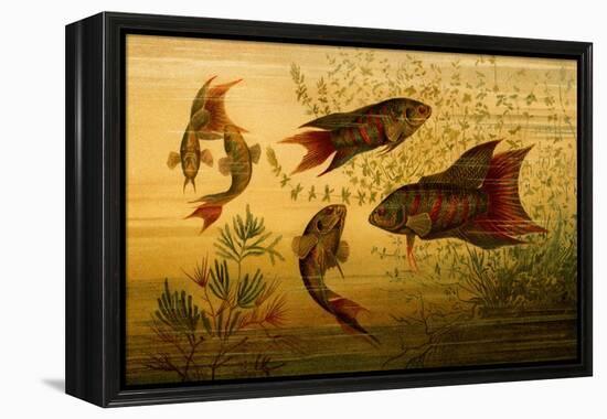 Goldfish-F.W. Kuhnert-Framed Stretched Canvas