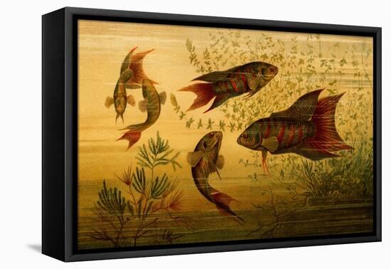 Goldfish-F.W. Kuhnert-Framed Stretched Canvas