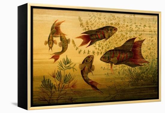 Goldfish-F.W. Kuhnert-Framed Stretched Canvas