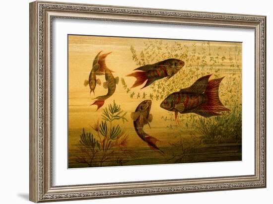 Goldfish-F.W. Kuhnert-Framed Art Print