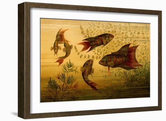 Goldfish-F.W. Kuhnert-Framed Art Print