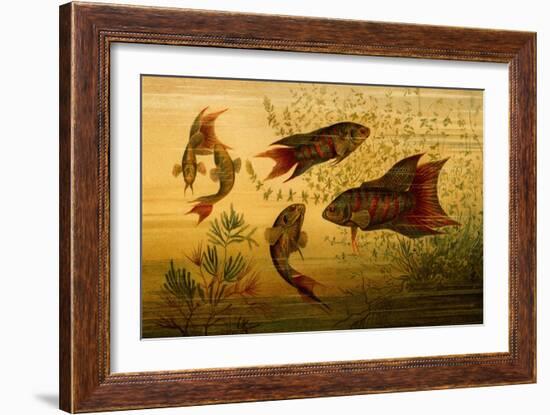 Goldfish-F.W. Kuhnert-Framed Art Print