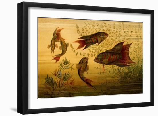 Goldfish-F.W. Kuhnert-Framed Art Print