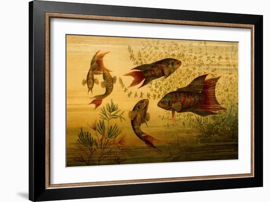 Goldfish-F.W. Kuhnert-Framed Art Print