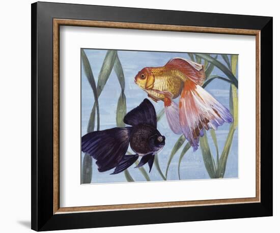 Goldfishes (Carassius Auratus), Cyprinidae-null-Framed Giclee Print