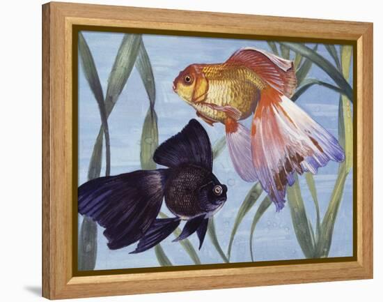 Goldfishes (Carassius Auratus), Cyprinidae-null-Framed Premier Image Canvas