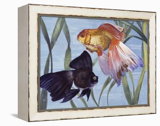 Goldfishes (Carassius Auratus), Cyprinidae-null-Framed Premier Image Canvas