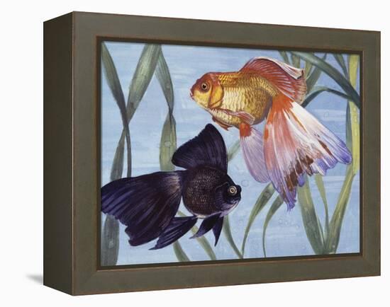 Goldfishes (Carassius Auratus), Cyprinidae-null-Framed Premier Image Canvas