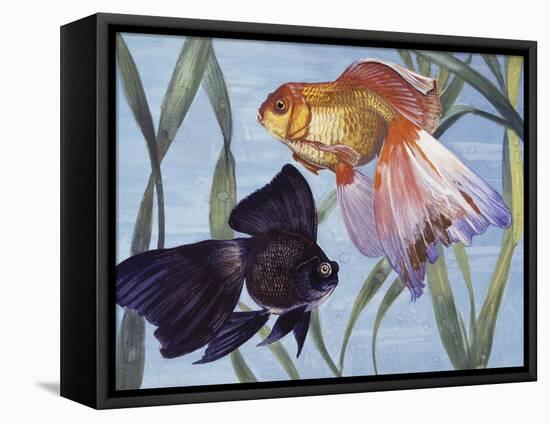 Goldfishes (Carassius Auratus), Cyprinidae-null-Framed Premier Image Canvas