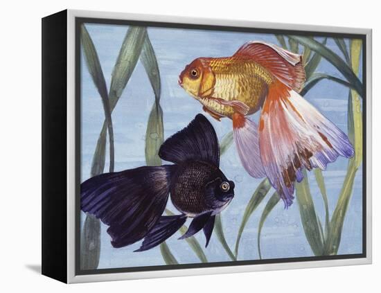 Goldfishes (Carassius Auratus), Cyprinidae-null-Framed Premier Image Canvas