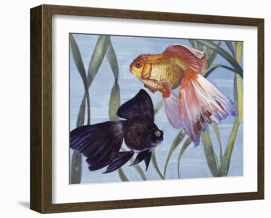 Goldfishes (Carassius Auratus), Cyprinidae-null-Framed Giclee Print