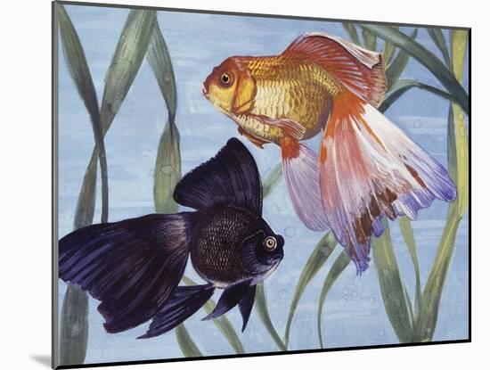 Goldfishes (Carassius Auratus), Cyprinidae-null-Mounted Giclee Print