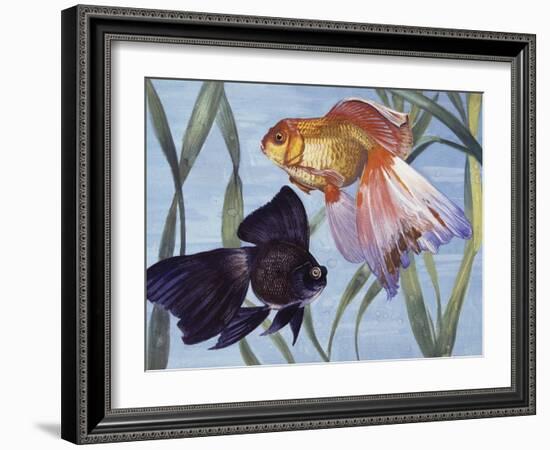 Goldfishes (Carassius Auratus), Cyprinidae-null-Framed Giclee Print