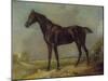 Golding Constable's Black Riding-Horse, C.1805-10 (Oil on Panel)-John Constable-Mounted Giclee Print