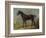 Golding Constable's Black Riding-Horse, C.1805-10 (Oil on Panel)-John Constable-Framed Giclee Print