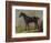 Golding Constable's Black Riding-Horse, C.1805-10 (Oil on Panel)-John Constable-Framed Giclee Print