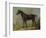 Golding Constable's Black Riding-Horse, C.1805-10 (Oil on Panel)-John Constable-Framed Giclee Print