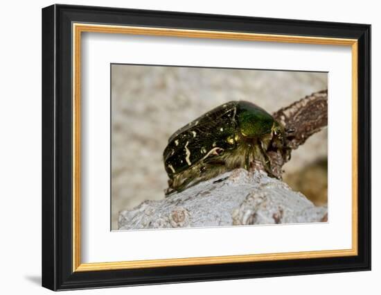 goldsmith beetle, Cetonia aurata, Kolbermoor, Germany-Christian Zappel-Framed Photographic Print