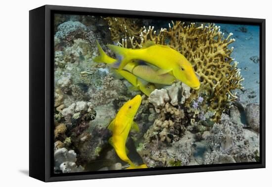 Goldspotted Goatfish (Parupeneus Cyclostomus)-Reinhard Dirscherl-Framed Premier Image Canvas