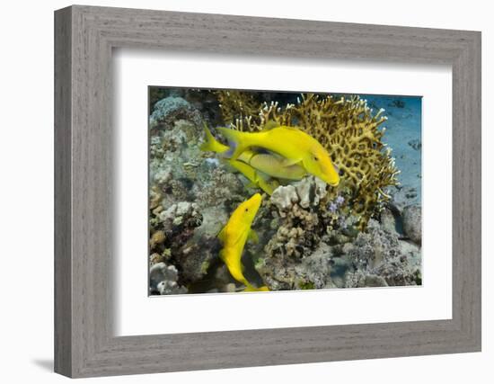Goldspotted Goatfish (Parupeneus Cyclostomus)-Reinhard Dirscherl-Framed Photographic Print