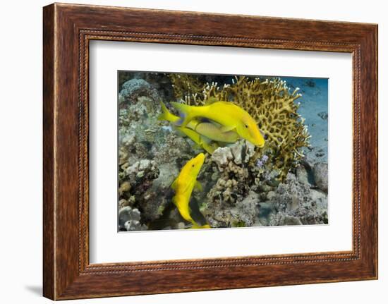 Goldspotted Goatfish (Parupeneus Cyclostomus)-Reinhard Dirscherl-Framed Photographic Print