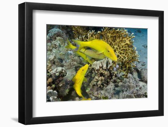 Goldspotted Goatfish (Parupeneus Cyclostomus)-Reinhard Dirscherl-Framed Photographic Print