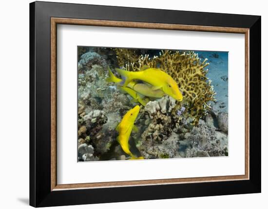 Goldspotted Goatfish (Parupeneus Cyclostomus)-Reinhard Dirscherl-Framed Photographic Print