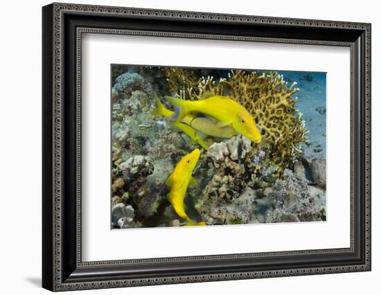 Goldspotted Goatfish (Parupeneus Cyclostomus)-Reinhard Dirscherl-Framed Photographic Print