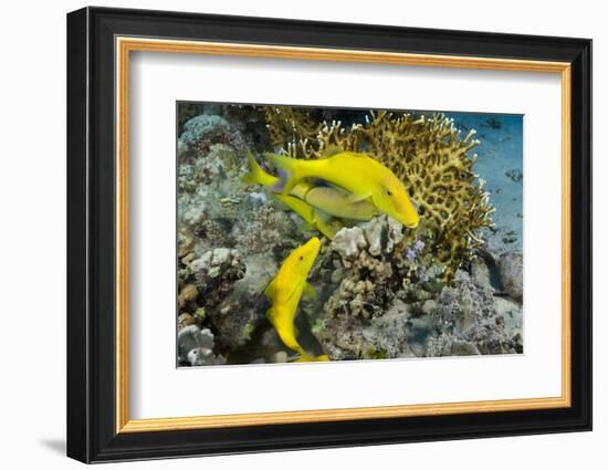 Goldspotted Goatfish (Parupeneus Cyclostomus)-Reinhard Dirscherl-Framed Photographic Print