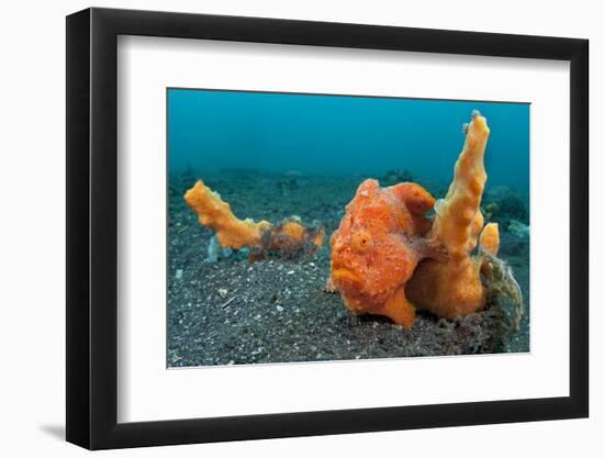 Golf-Ball Sized Painted Frogfish (Antennarius Pictus) Waits To Ambush Prey Disguised As A Sponge-Alex Mustard-Framed Photographic Print