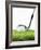 Golf Club and Golf Ball on Grass-null-Framed Photographic Print