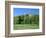 Golf Course and Castell Coch, Tongwynlais, Near Cardiff, Wales-Peter Thompson-Framed Photographic Print