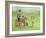 Golf-Dianne Dengel-Framed Giclee Print