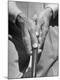 Premium Photographic Print