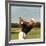 Golfer Ben Hogan-Yale Joel-Framed Premium Photographic Print