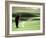 Golfer in Action-null-Framed Photographic Print