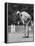 Golfer Jack Nicklaus Playing Golf-John Dominis-Framed Premier Image Canvas