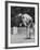 Golfer Jack Nicklaus Playing Golf-John Dominis-Framed Premium Photographic Print