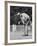 Golfer Jack Nicklaus Playing Golf-John Dominis-Framed Premium Photographic Print