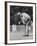 Golfer Jack Nicklaus Playing Golf-John Dominis-Framed Premium Photographic Print