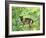 Golfing Cat-Hilary Jones-Framed Giclee Print